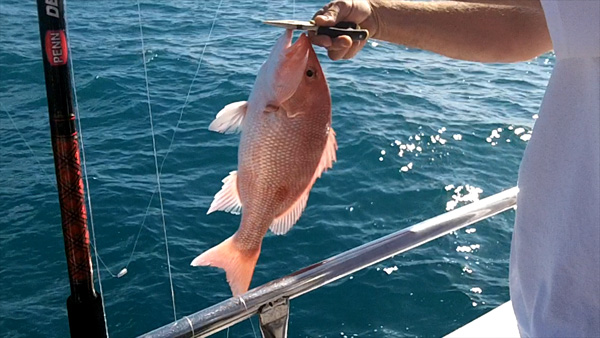 Red Snapper caught on the Ocean Obsession out of Port Canaveral, Florida